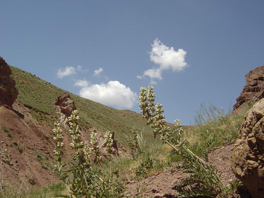 سولی دره